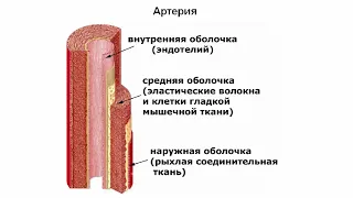 Сосуды, артерии, вены, капилляры