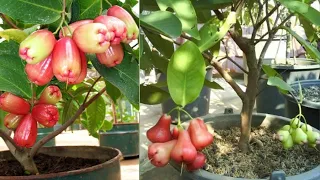 How to grow rose apple tree - govi tv
