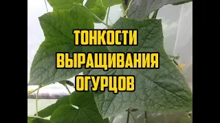 Выращивание огурцов в открытом грунте / Все секреты в одном видео