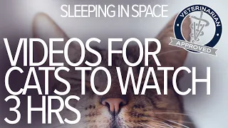 VIDEOS FOR CATS TO WATCH - BIRD ASMR 3 HRS - CAT TV