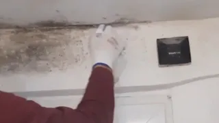 Do it yourself - How to get rid of mold