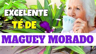 👉 Beneficios Del Maguey Morado En Té Para La Salud, Como Se Prepara El Té De Maguey Morado 💯