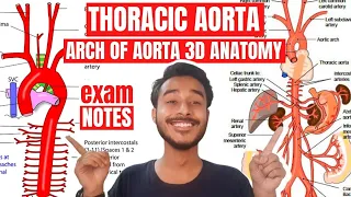 Descending Thoracic Aorta Anatomy | Arch Of Aorta Anatomy | Ascending Aorta Branches Anatomy