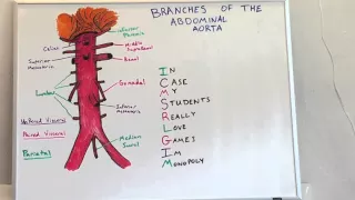 Branches of Abdominal Aorta - Anatomy Lecture for Medical Students - USMLE Step 1