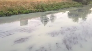 Die verunreinigte Bode in Staßfurt am 7.8.2019.