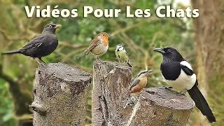 Videos for Cats to Watch - Beautiful Birds in The Forest