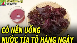 Uống nước lá tía tô hằng ngày có tốt không?