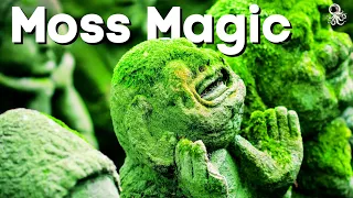 Grow MOSS Like a PRO: 7 Must-Know Secrets