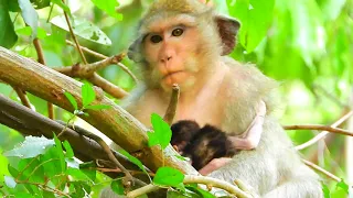 Monkey Casi with her two children