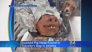 Customs Dog Sniffs Out Pig Head