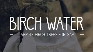 Tapping Birch for Sap