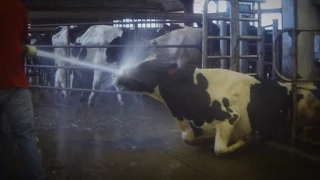 SHOCKING! Dairy Farm Caught Abusing Cows on Hidden-Camera Video