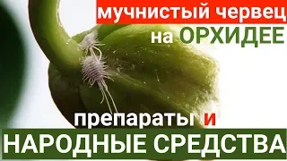 мучнистый червец на орхидее