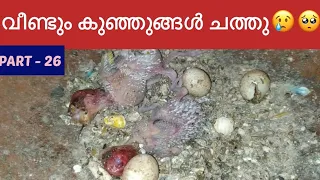 Budgies growth stages from egg laying to fly- JUNE 11.വീണ്ടും കുഞ്ഞുങ്ങൾ ചത്തു.#budgies #babychicks