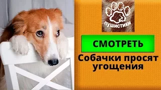 Собачки просят угощений. Год собаки.  Смешные видео подборки с животными для детей