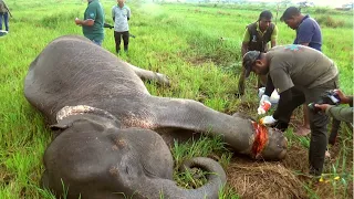 Elephant released from brutal snare wrapped deeply around a leg | Elephant Zone