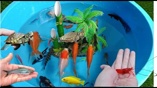 Cute Animals,Lobster,Glofish,betta fish,turtle,goldfish #fish #cuteanimals