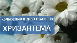 КОЛЫБЕЛЬНЫЕ ДЛЯ БОТАНИКОВ🌿. ХРИЗАНТЕМА. Слушаем, смотрим, расслабляемся.