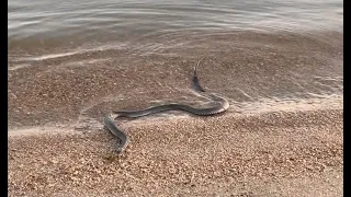 A Snake Crawled Onto the Beach Shore!