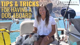 How To Have a Dog On a Boat - WE SHARE OUR TOP TIPS