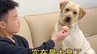 啥都不怕，就怕狗子有文化 #拉布拉多寻回犬#拉布拉多 #肉肉说了算