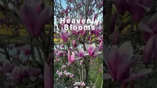 #Shorts #Magnolia Heavenly Blooms