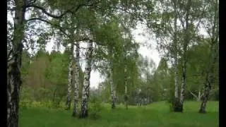 RUSSIAN BIRCHES