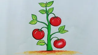 How to draw tomato plant step by step/vegetable drawing/tomato plant drawing easy