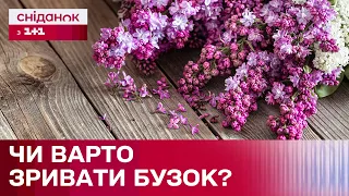 Чи можна зривати бузок: користь чи шкода рослині?