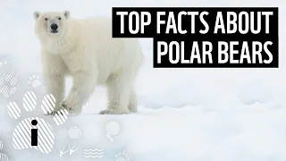 10 Fascinating Facts About Polar Bears You Didn't Know