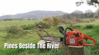 Felling Pine Trees Beside The River - Husqvarna 435 Chainsaw