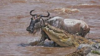 How Crocodile Hunting Wildebeest At The River