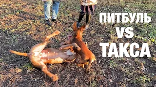 СОБАКА ТАКСА ЗАВАЛИЛА ПИТБУЛЯ!🤦‍♂️