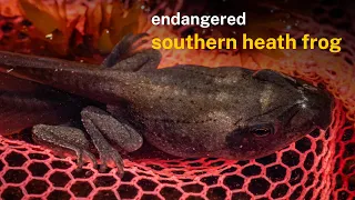 Finding endangered frogs on tall plateaus - Saving our Species: Field Notes