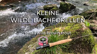 KLEINE WILDE BACHFORELLEN / small wild brown trout