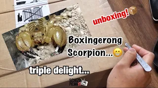 Tropa ni Hanzo unboxing - Parang si Monkey D. Luffy lang yung isa😅