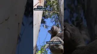 Koala-ty citizen scientists are helping with conservation.