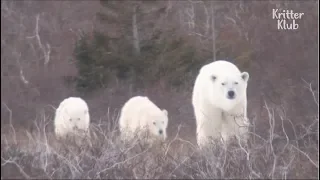 Cute Polar Bears And Arctic Foxes At The North Pole | Kritter Klub