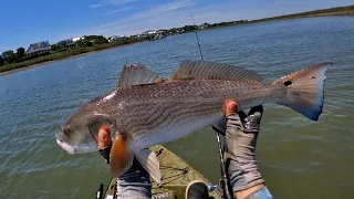 Free Lined Live Mullet Gets Crushed By A Big Fish Near An Oyster Bar #Shorts