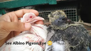 Rare Albino Pigeon In My Loft | Fantail Pigeon Breed