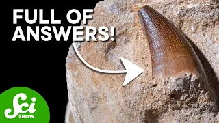 Why Teeth Make The Best Fossils