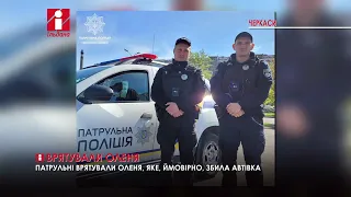 У Черкасах врятували оленятко, яке, ймовірно, збила автівка