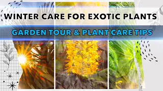 Overwintering Tour & Winter Care Tips For My Jungle Garden Plants