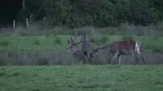 Red Stag in the Rut