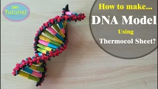 How to Make a DNA model using Thermocol