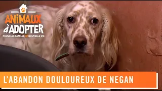 L'abandon douloureux de Negan - Animaux à Adopter