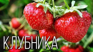 Strawberries: Fragrant and delicious | Interesting facts about strawberries