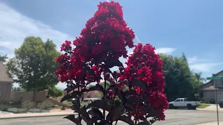 Red Diamond Crape Myrtle Crimson Red | Largerstroemia Indica