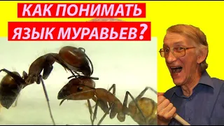 Муравьиный Язык - Что Это? Как Муравьи Общаются? Муравьи - Удивительные Насекомые. П.И. Мариковский.