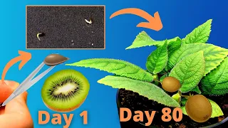 Growing KIWI from seeds!🥝🌱AMAZING Time Lapse